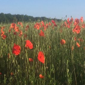 Klatschmohn